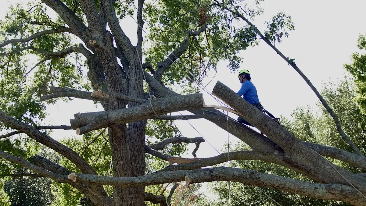 Professional Hazardous Tree Removal performed by certified arborists in Lisle