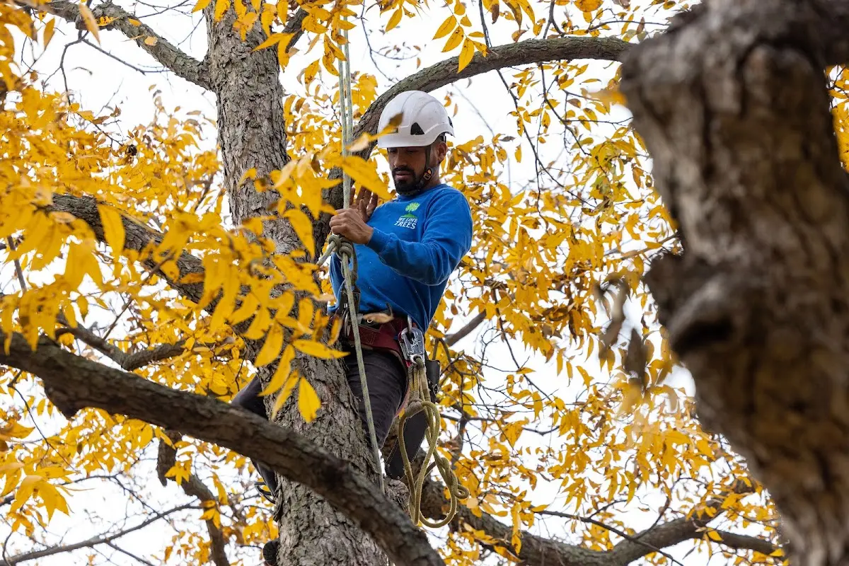 Skilled Tree Planing crew working in Lisle